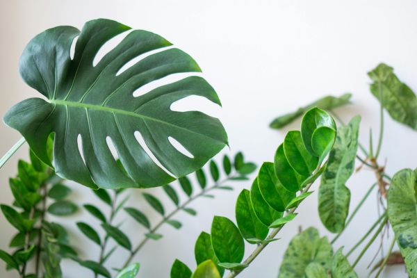 Monstera deliciosa leaf with vibrant green indoor plants, ideal houseplants for purification and tropical decor inspiration
