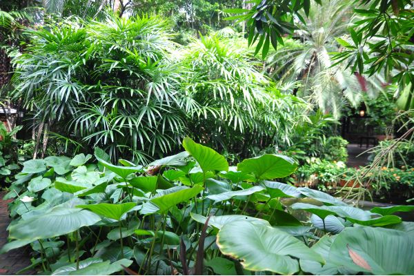 Tropical outdoor garden landscape with palm trees, elephant ear plants, and dense green foliage.