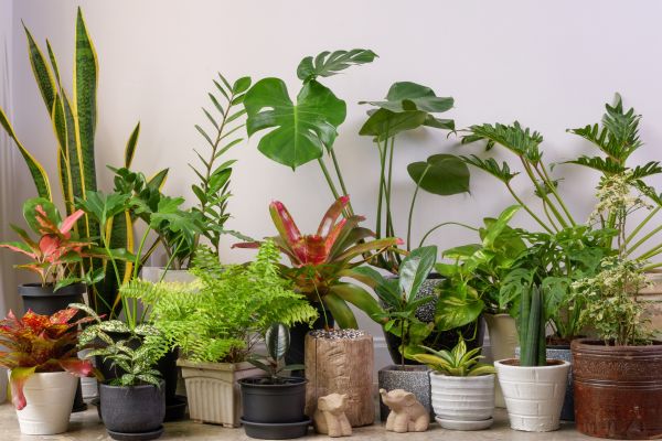 Collection of Tropical garden plants including snake plant, monstera deliciosa, ferns in pots