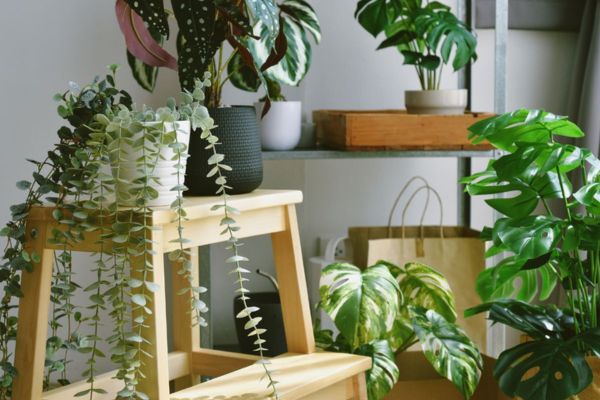 Lush tropical indoor houseplants display set in a bright living space