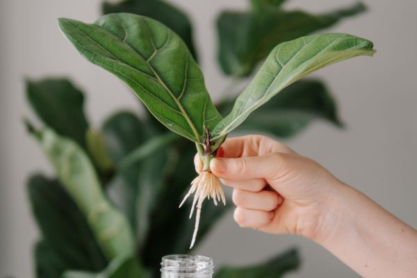 Propagating a Fiddle Leaf Fig Plant in Water – Ficus lyrata Stem Cutting Growing New Roots