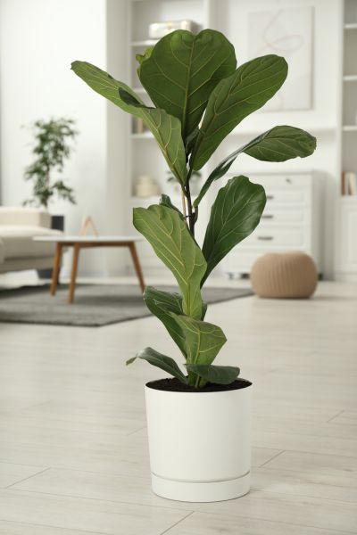 Fiddle Leaf Fig in Modern Living Room – Stylish Indoor Plant and Home Decor Inspiration