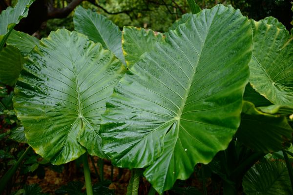 Large elephant ear plants with giant green tropical leaves growing in a lush outdoor tropical garden.