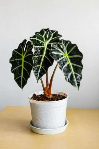 Alocasia Polly elephant ear plant growing indoors with glossy dark green leaves and bright white veins.