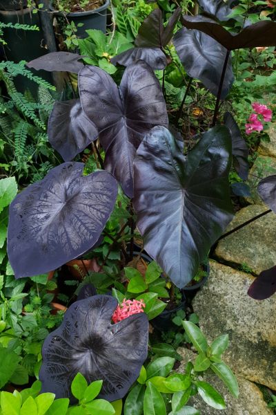 Colocasia Black Magic elephant ear plant with dramatic dark purple leaves growing in an outdoor garden.