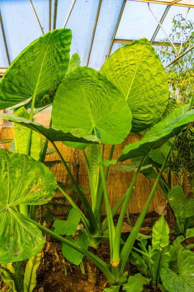 Large taro elephant ear plant with oversized green foliage thriving in a tropical garden landscape.